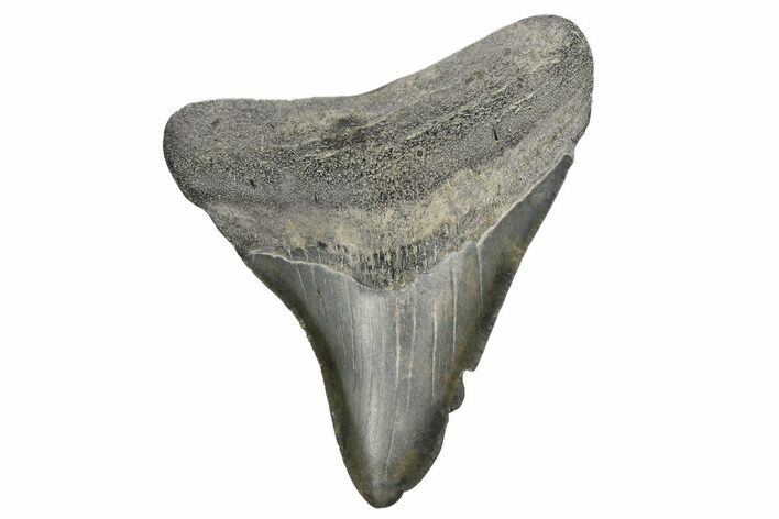Fossil Megalodon Tooth - South Carolina #170403